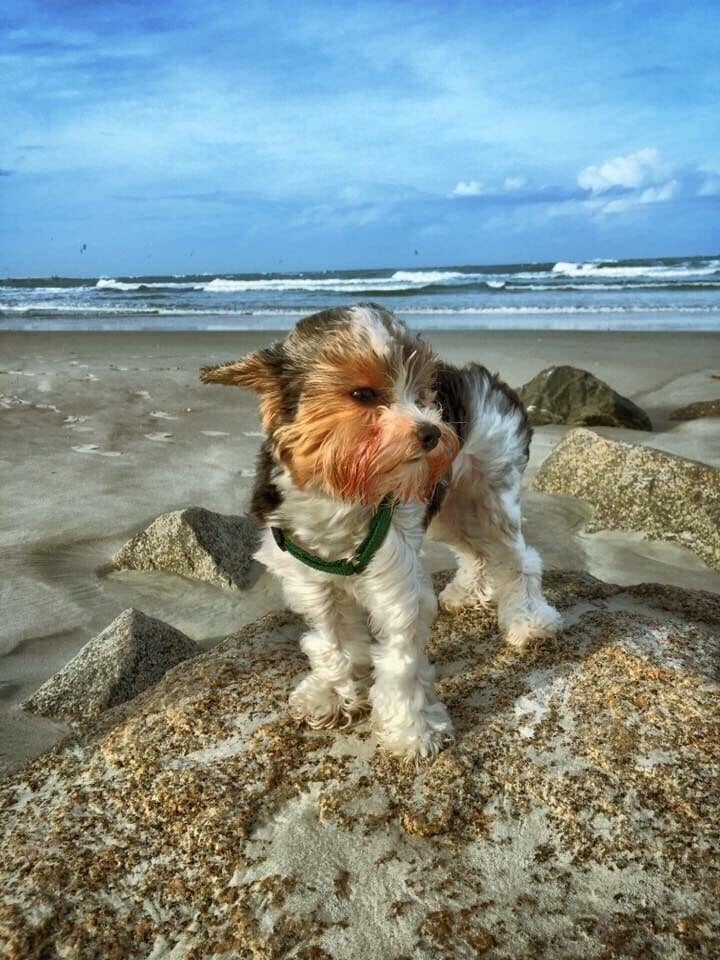 Hanzel enjoying his time at the dog beach.