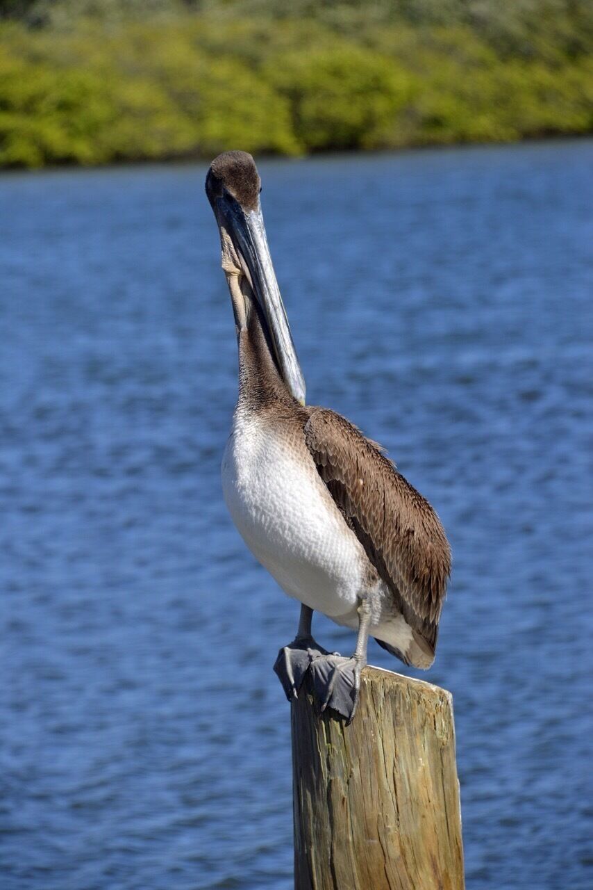 Nice park on the Intercoastal Waterway. 