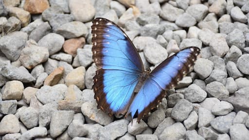 Surrounded by butterfies! Perfect symmetry. #blue