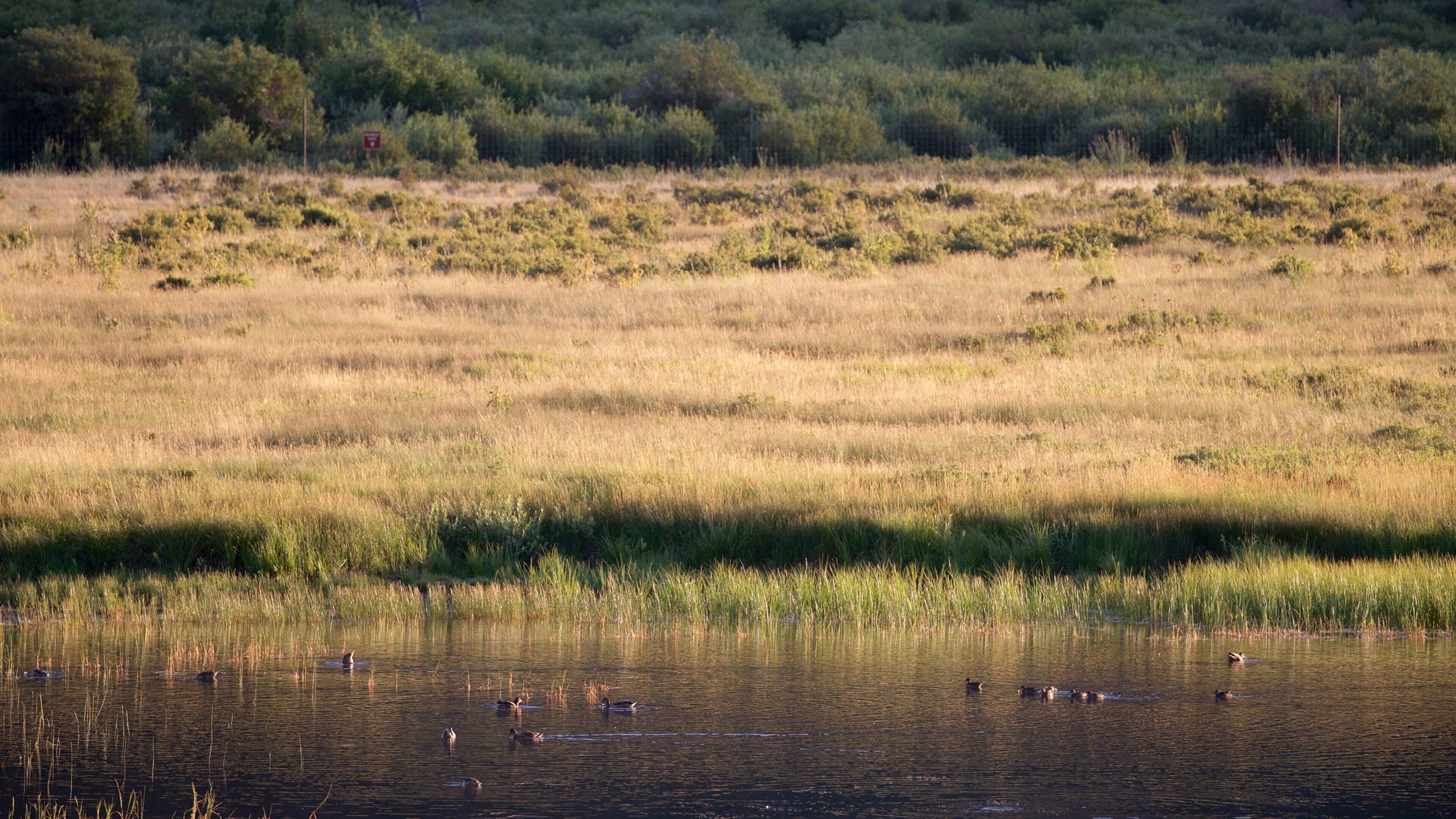 Parc de Horseshoe qui includes lac ou étang, scènes tranquilles et vie des oiseaux