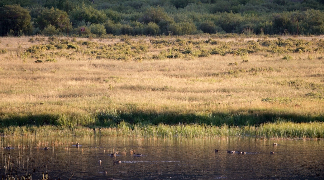 Parc de Horseshoe qui includes lac ou étang, scènes tranquilles et vie des oiseaux
