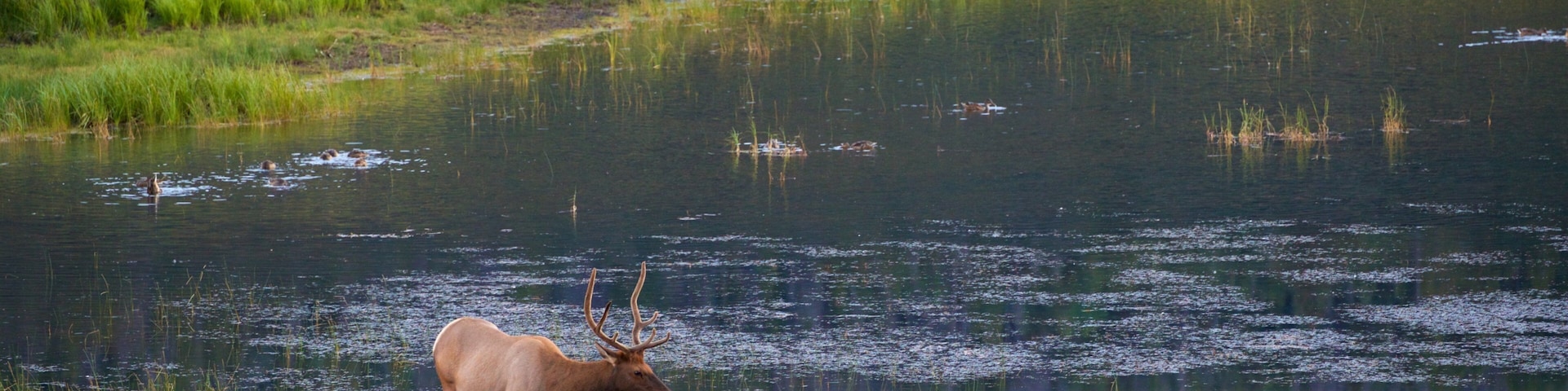 Horseshoe Park que inclui um lago e animais terrestres