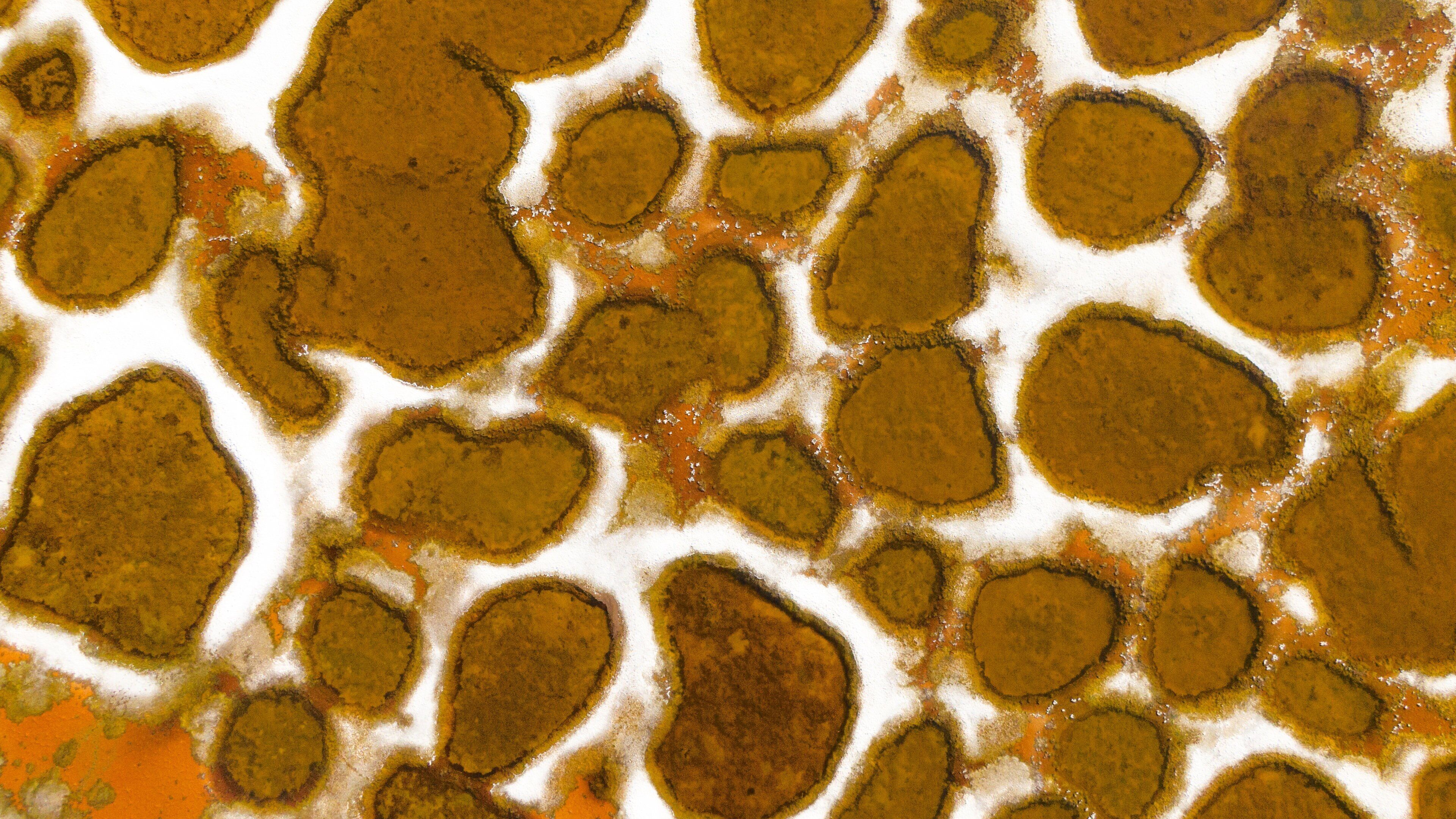 Spotted Lake showing a lake or waterhole