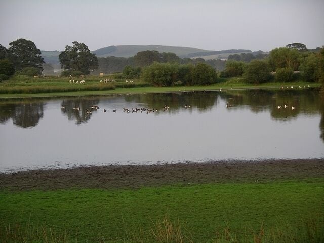 A calm lake with ducks and sheep grazing nearby, surrounded by green fields and trees.