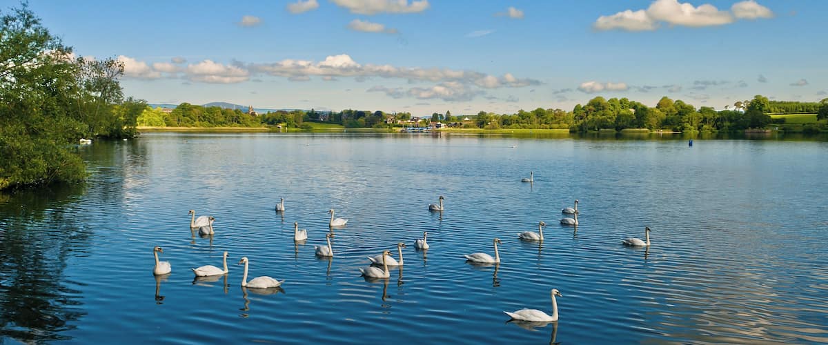 A lake with swans swimming, surrounded by trees and a clear sky.