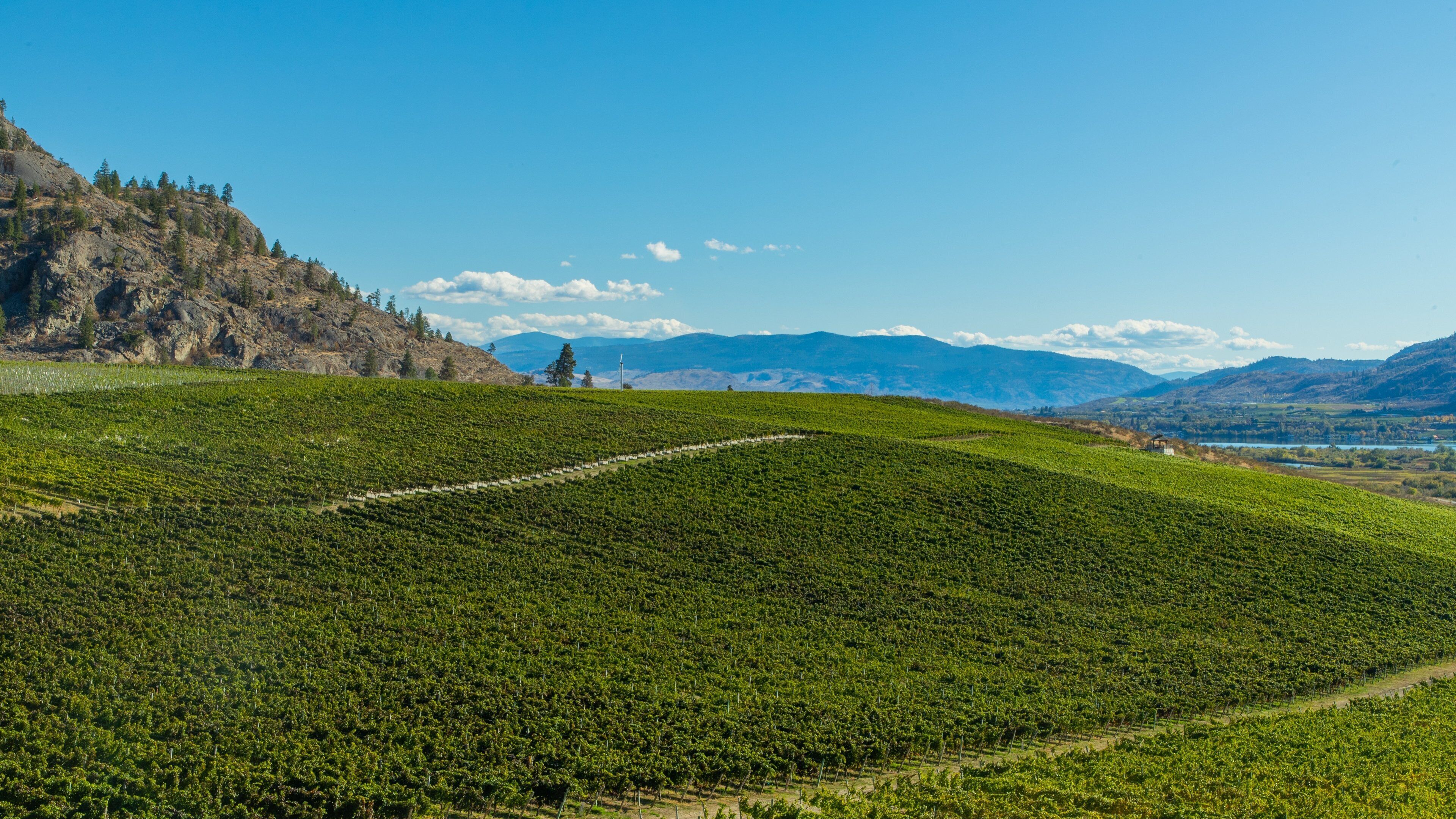 Burrowing Owl Estate Winery showing farmland and landscape views