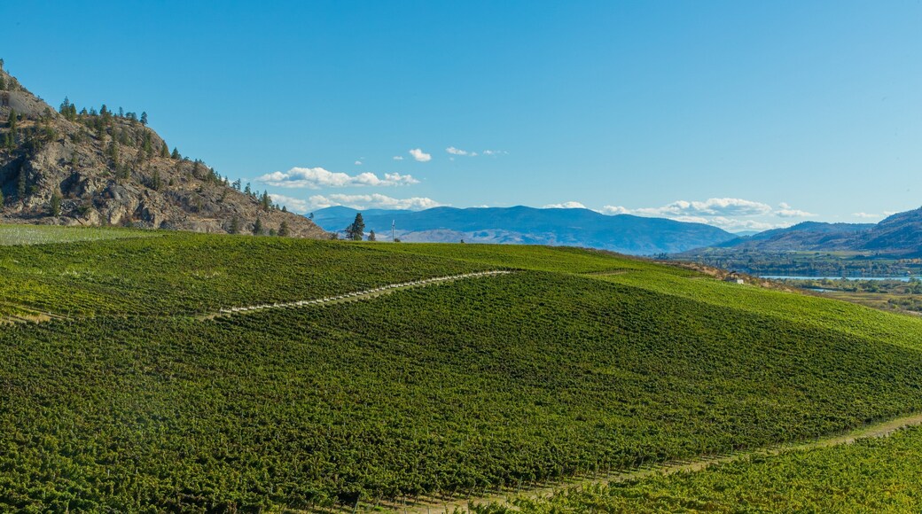 Burrowing Owl Estate Winery showing farmland and landscape views