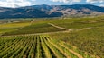 Burrowing Owl Estate Winery showing landscape views and farmland