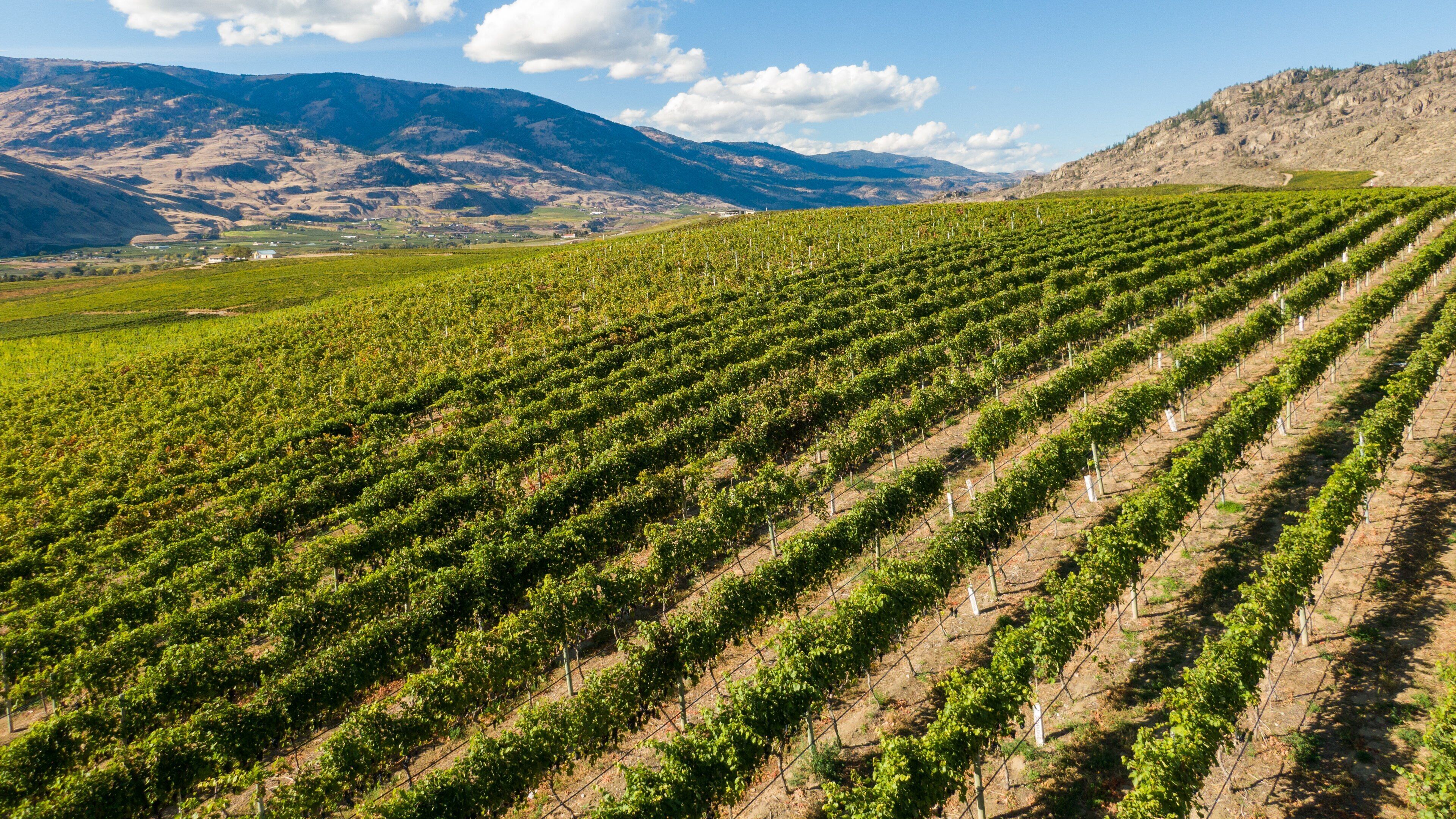 Burrowing Owl Estate Winery showing landscape views and farmland