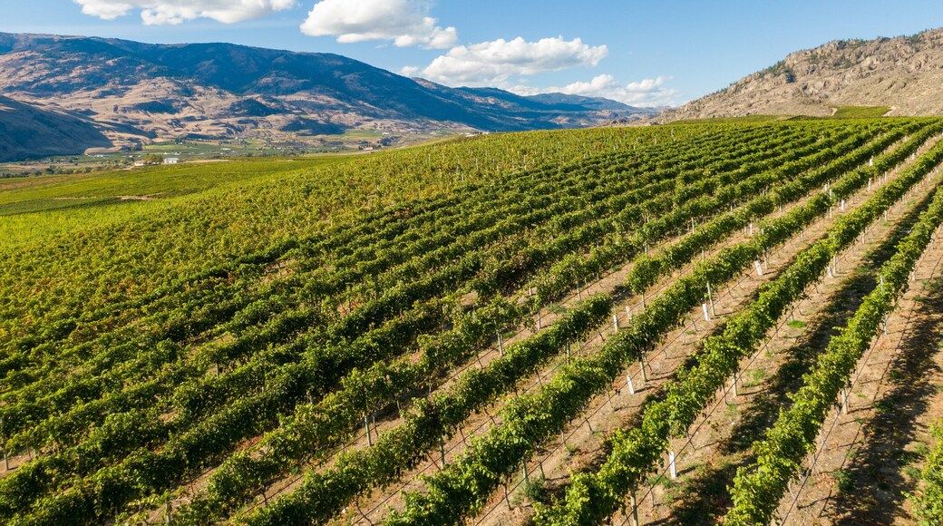 Burrowing Owl Estate Winery showing landscape views and farmland