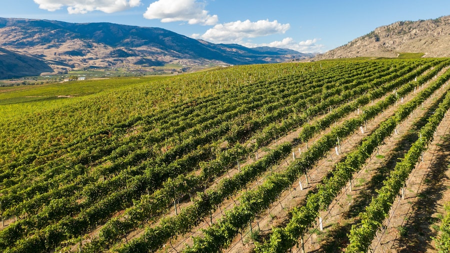 Burrowing Owl Estate Winery showing landscape views and farmland