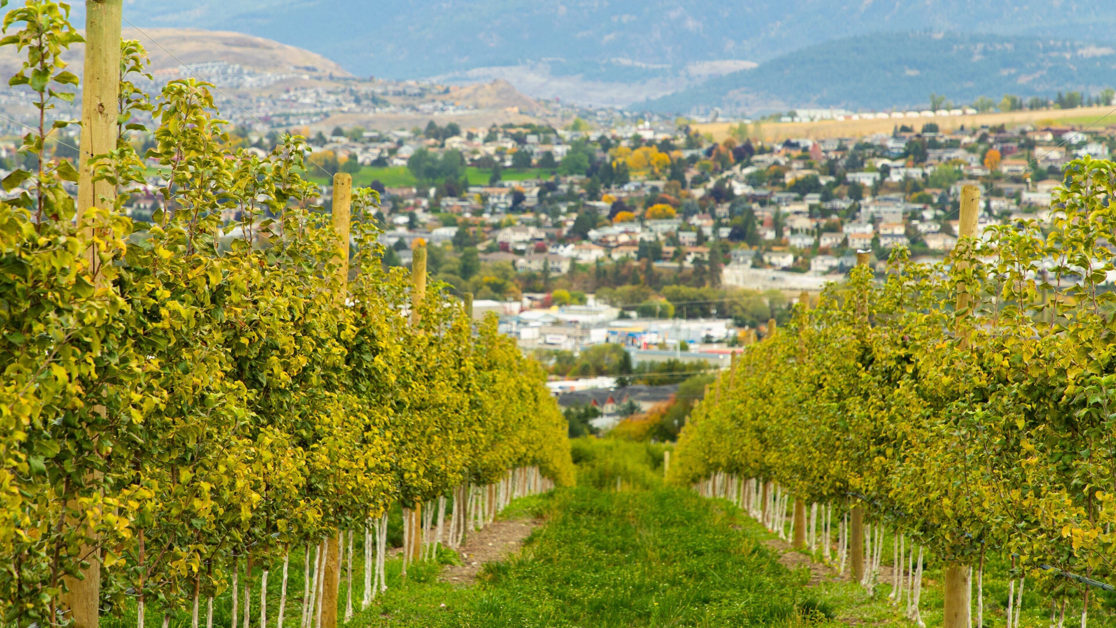 Davison Orchards Country Village which includes farmland