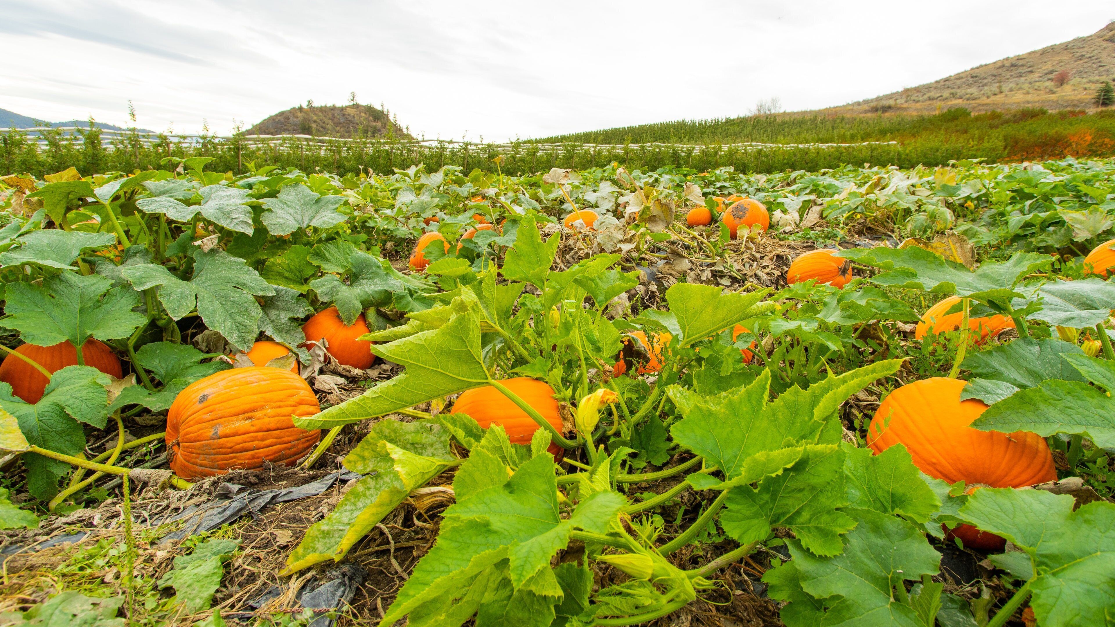 Davison Orchards Country Village which includes farmland and food