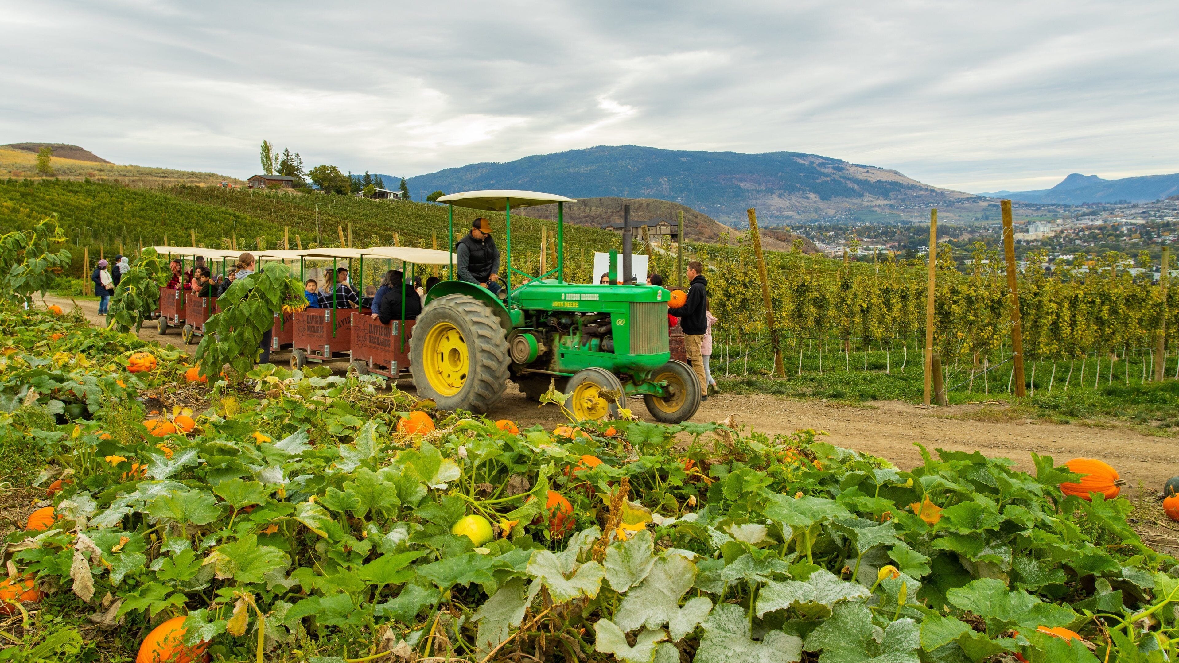 Davison Orchards Country Village featuring farmland and food as well as a small group of people