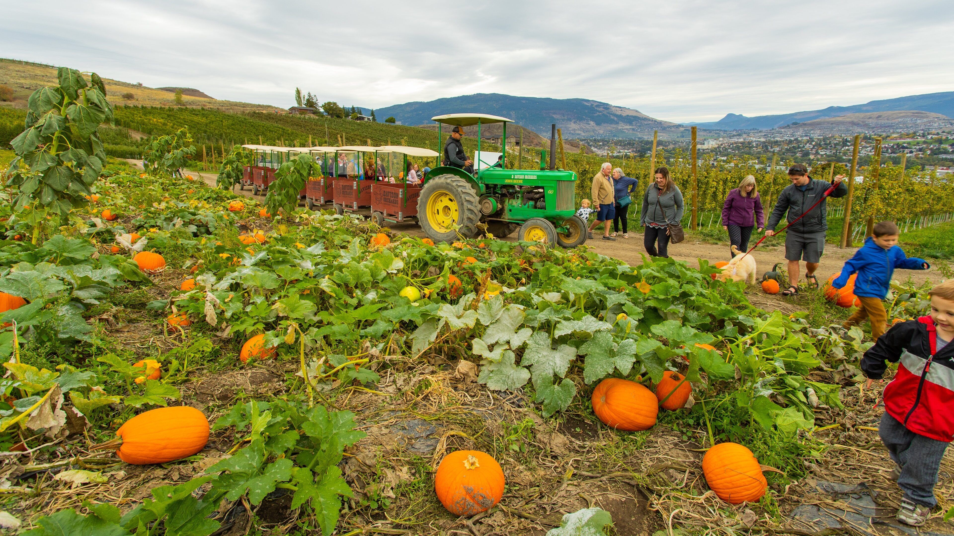 Davison Orchards Country Village featuring farmland and food as well as a small group of people