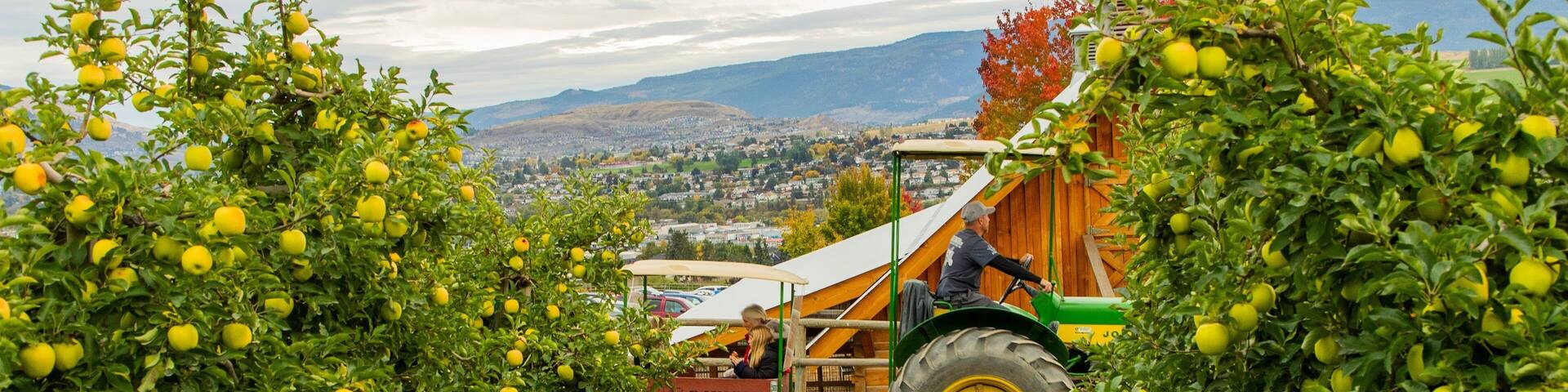 Davison Orchards Country Village showing farmland as well as an individual male