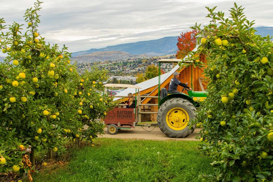 A tractor in an orchard with a trailer, surrounded by trees bearing fruit.