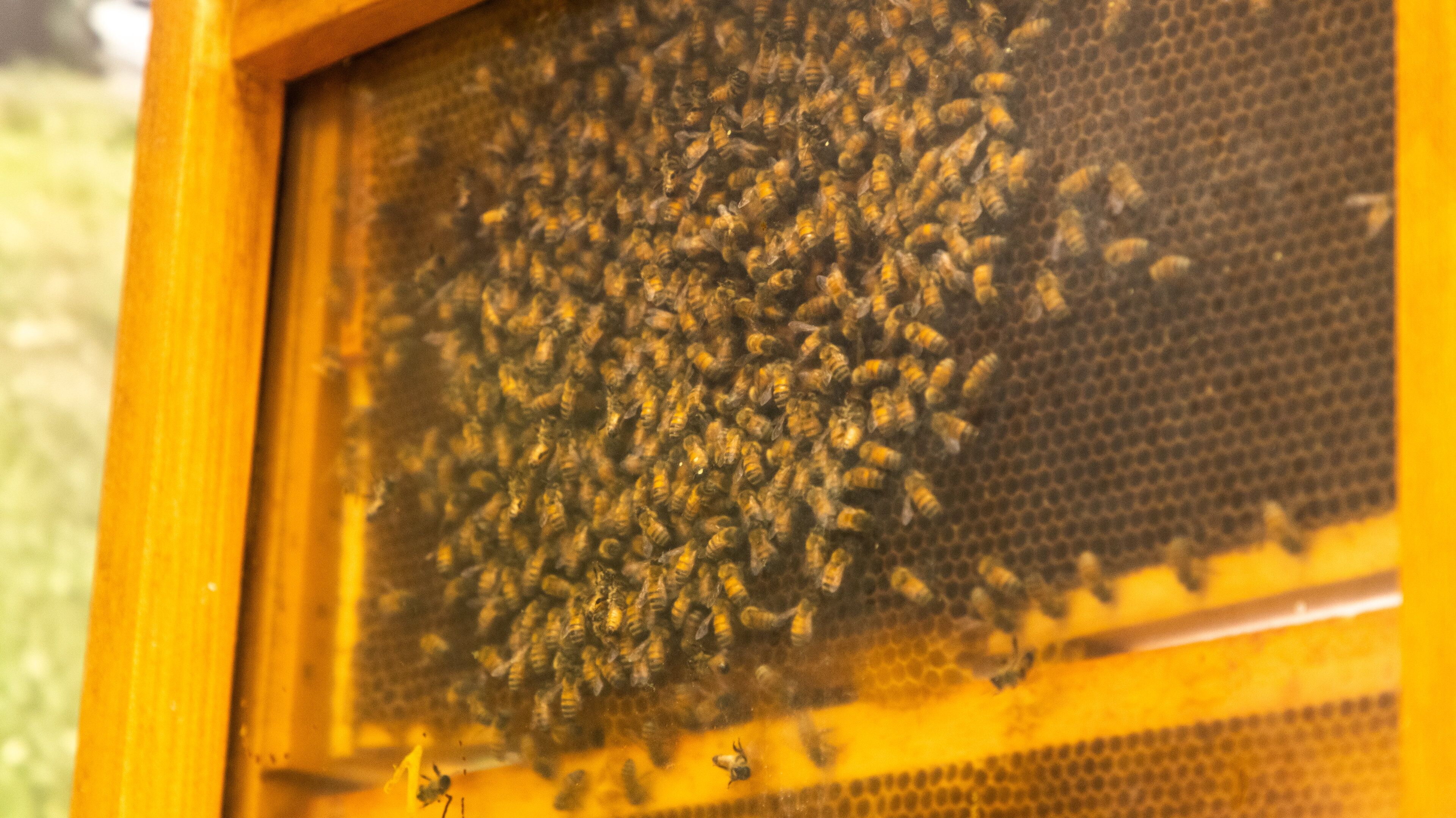 Planet Bee Honey Farm showing farmland and animals