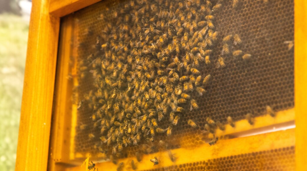 Planet Bee Honey Farm showing farmland and animals