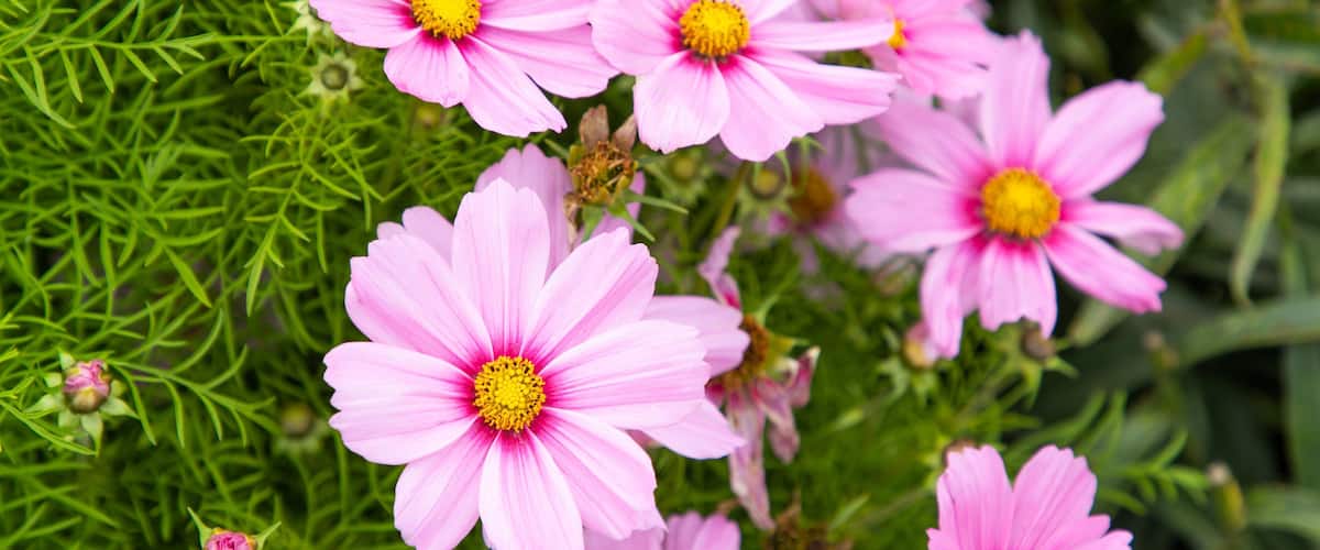 Planet Bee Honey Farm which includes wildflowers