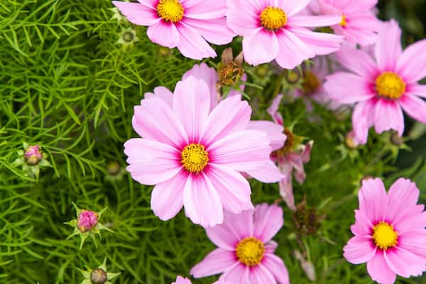 Planet Bee Honey Farm which includes wildflowers