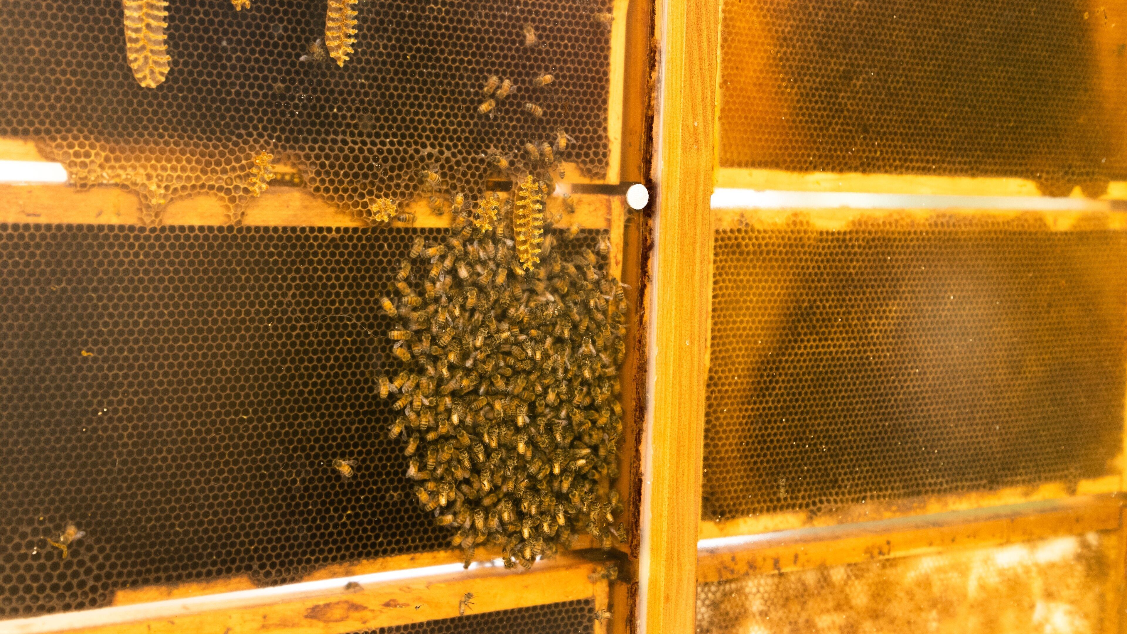 Planet Bee Honey Farm featuring animals