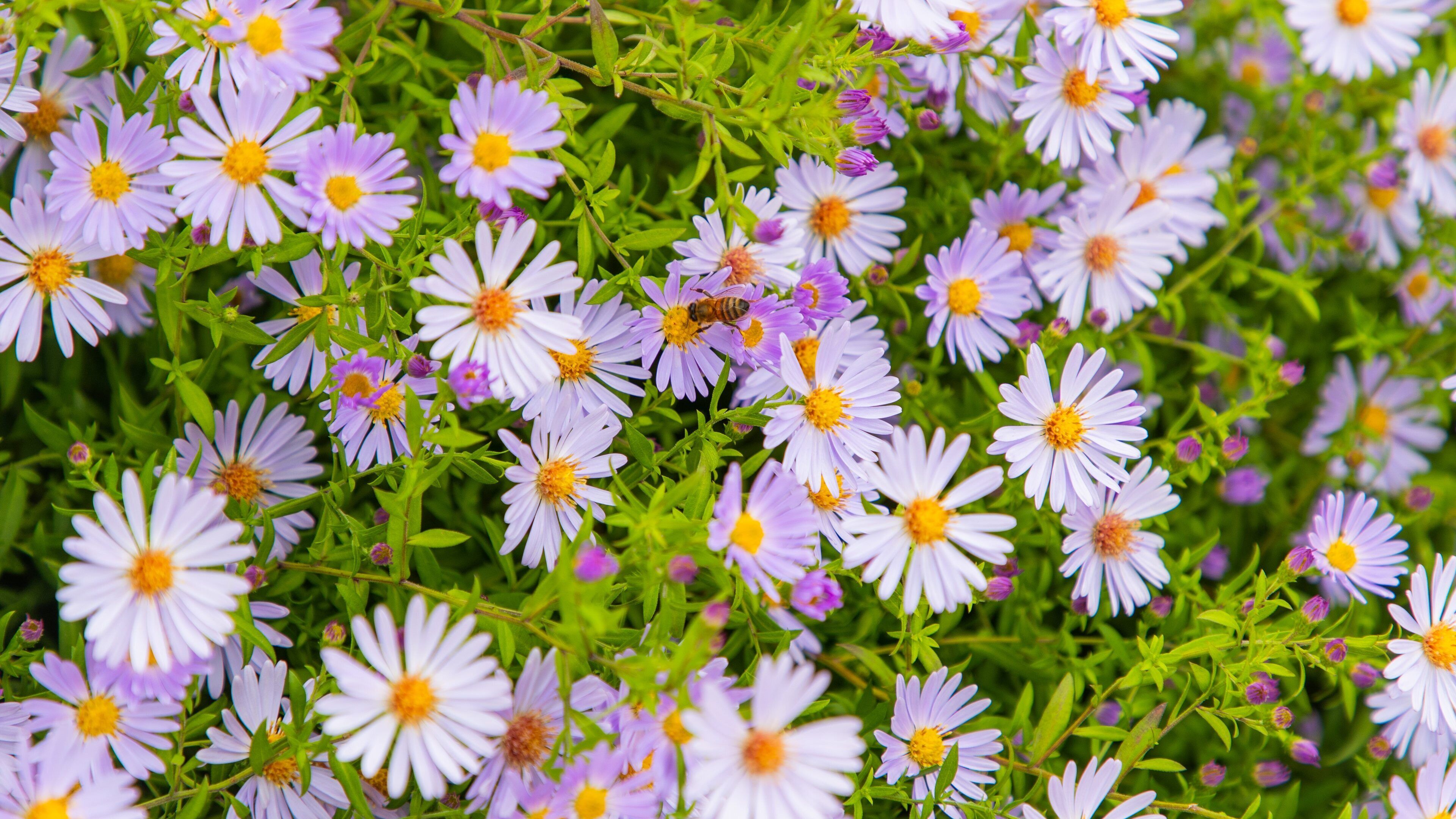 Planet Bee Honey Farm featuring wildflowers