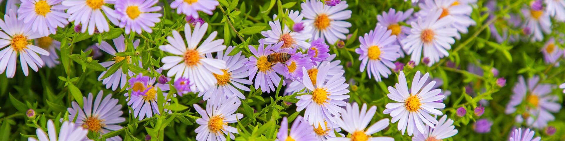 Planet Bee Honey Farm featuring wildflowers
