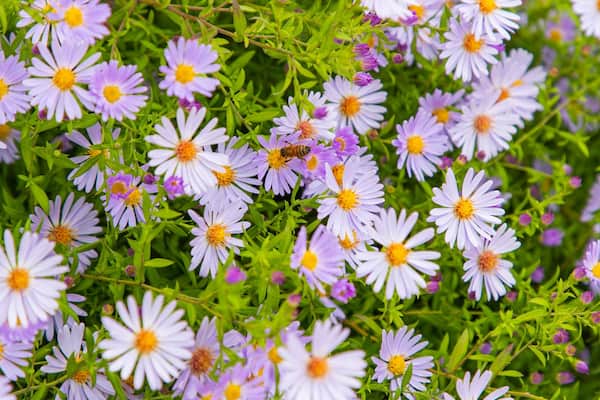 Planet Bee Honey Farm featuring wildflowers