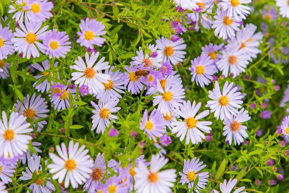 A dense cluster of purple and white flowers with yellow centers, likely a wildflower meadow.