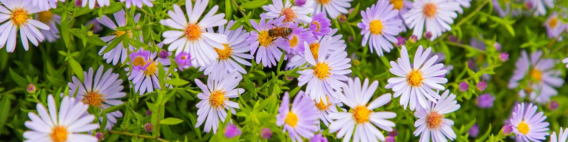 Planet Bee Honey Farm featuring wildflowers