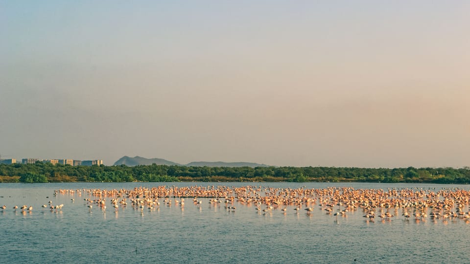 Thousands of Pink Flamingos relaxing on the Lake