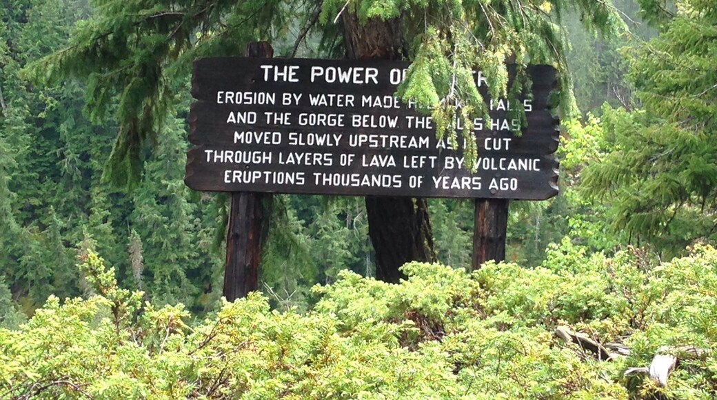 As you look over the ledge you will find this cool sign hidden in the trees giving you some info about the falls. There is a small hike which you can take that brings you closer to the falls but since I was travelling alone it wasn't recommended as this park is home to many members from the Yogi family, Wolves, Grizzleys and Cougars.