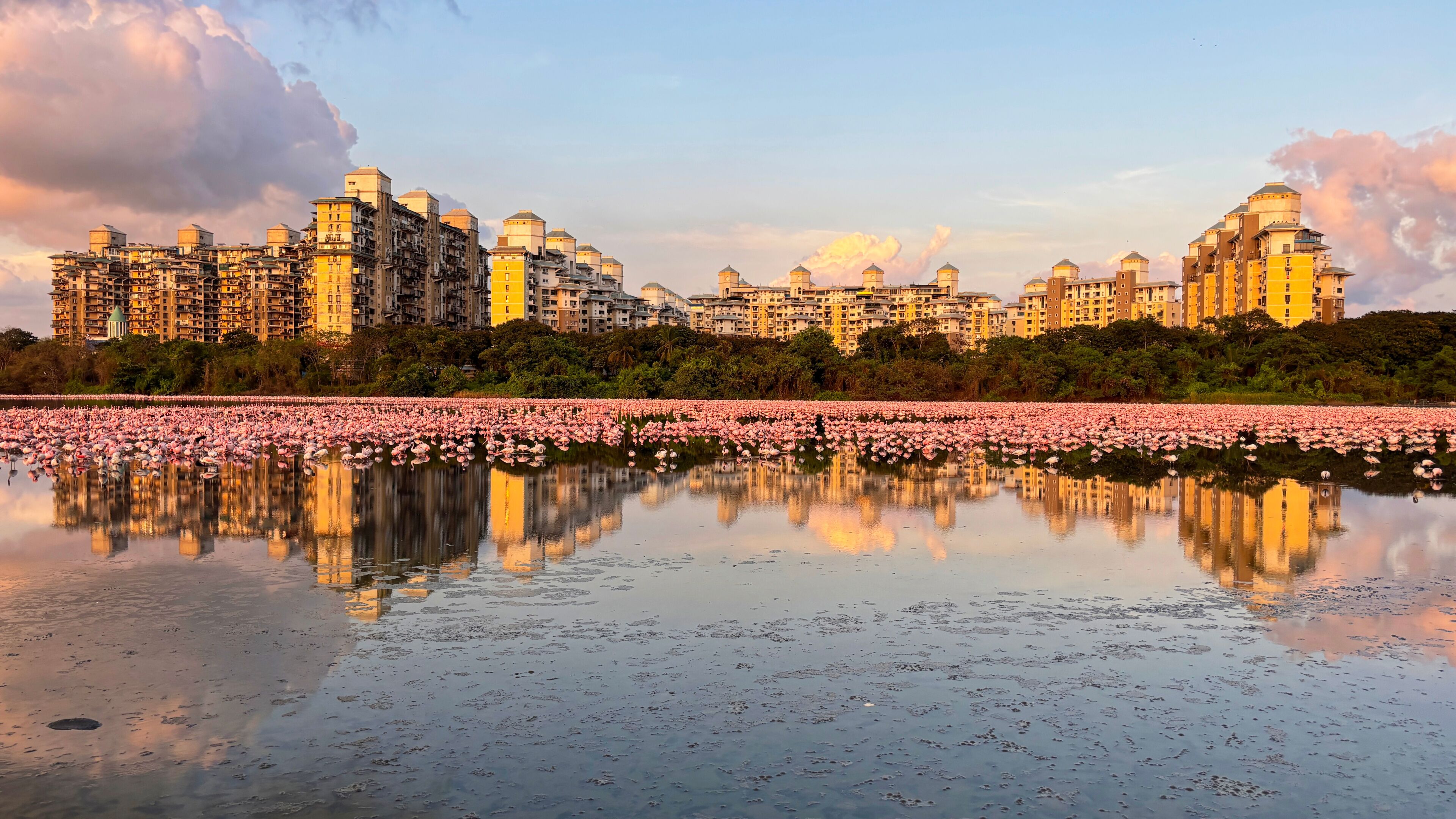 Thousands of Pink Flamingos at Evening in Navi Mumbai Urban Wetland Reflection