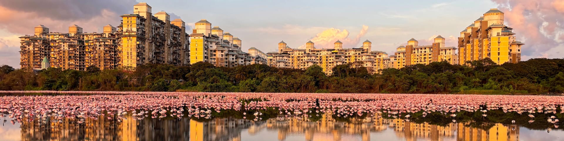 Thousands of Pink Flamingos at Evening in Navi Mumbai Urban Wetland Reflection