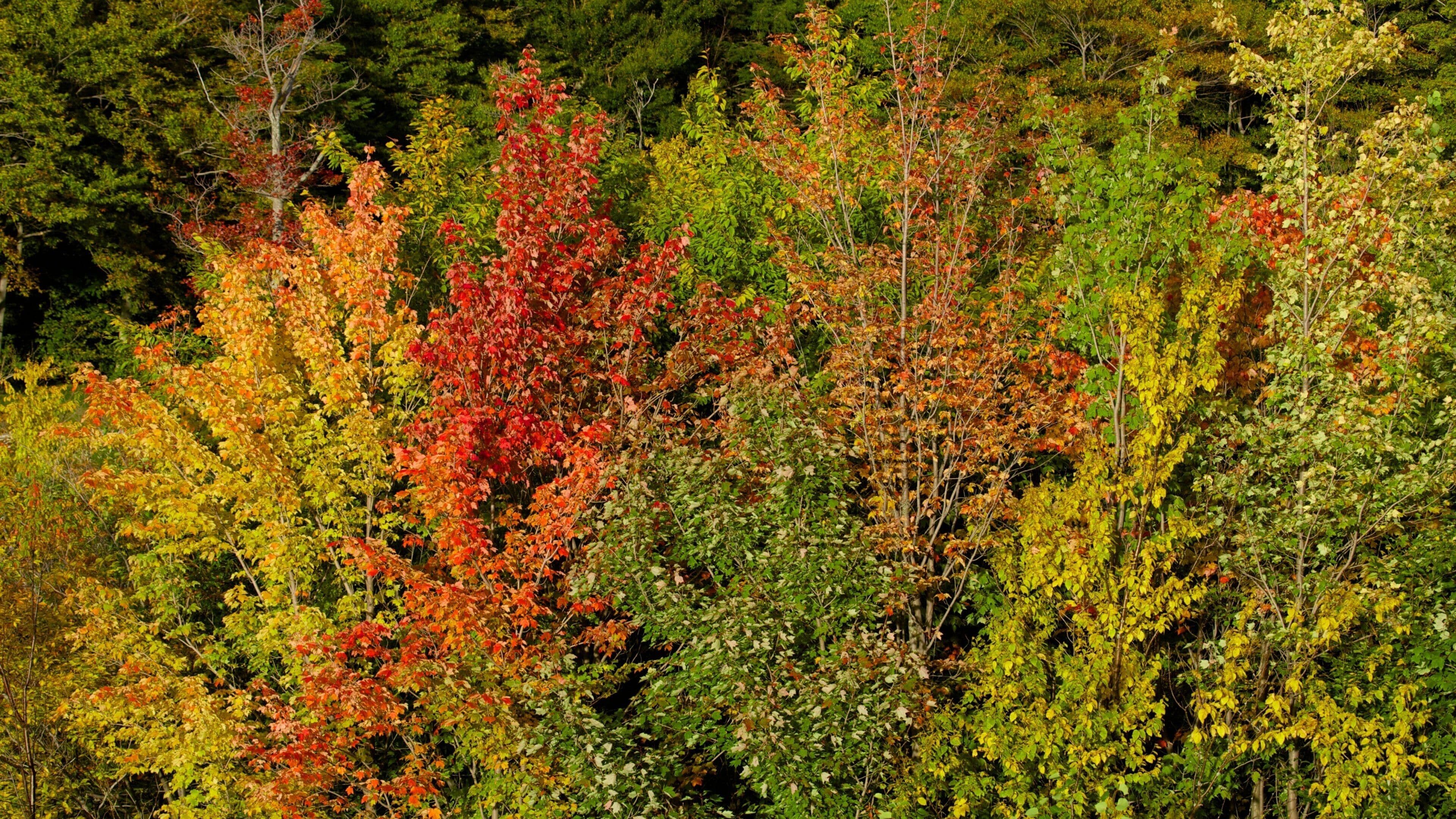 Killington Golf Course which includes fall colors