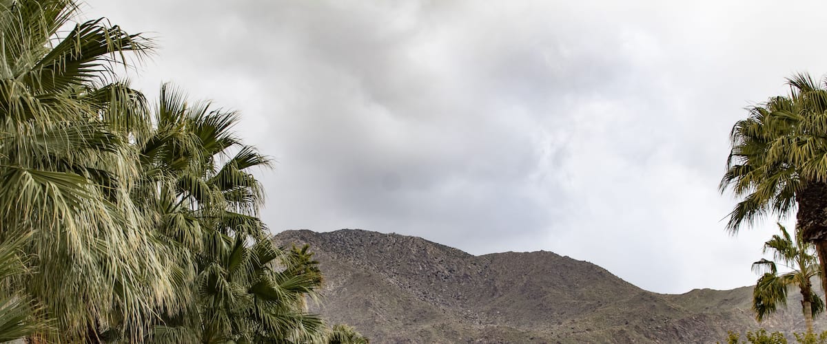 Palm Trees Lining a Side Street off of Palm Canyon Drive Looking towards the San Jacinto Mountains in Palm Springs, California, USA