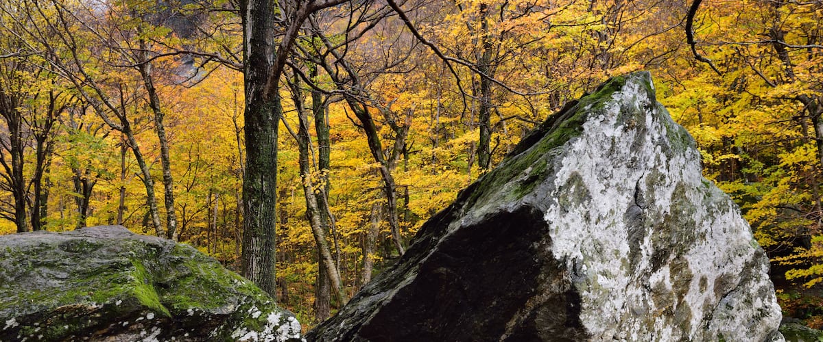 Moss and lichen covered boulders in the Fall with yellow trees at Smugglers Notch State Park