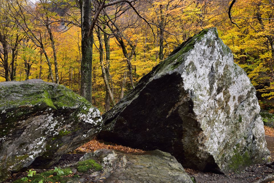 A forest with autumn-colored trees and large moss-covered rocks.