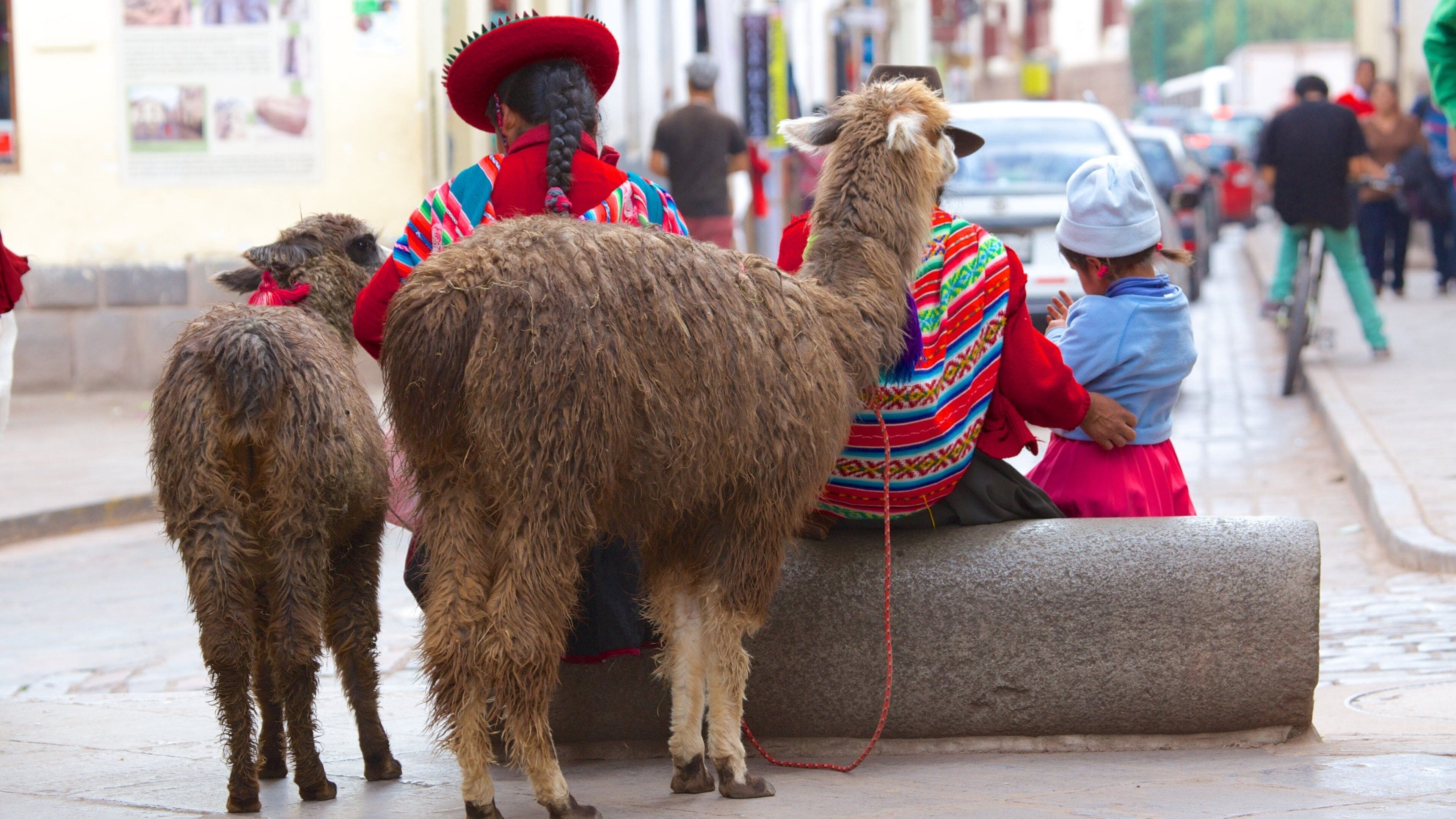 San Blas showing street scenes and animals