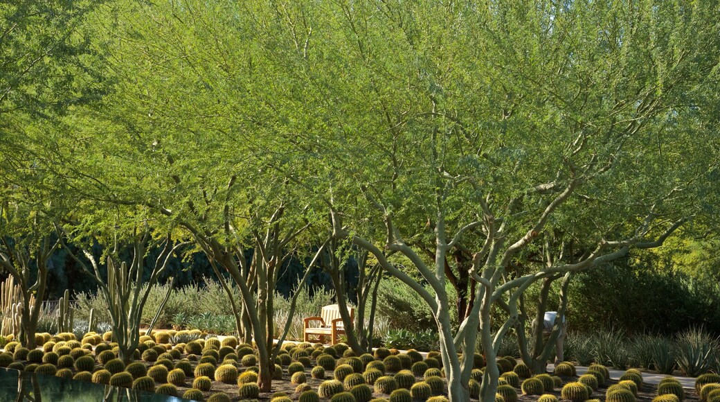 Sunnylands Center and Gardens featuring a park