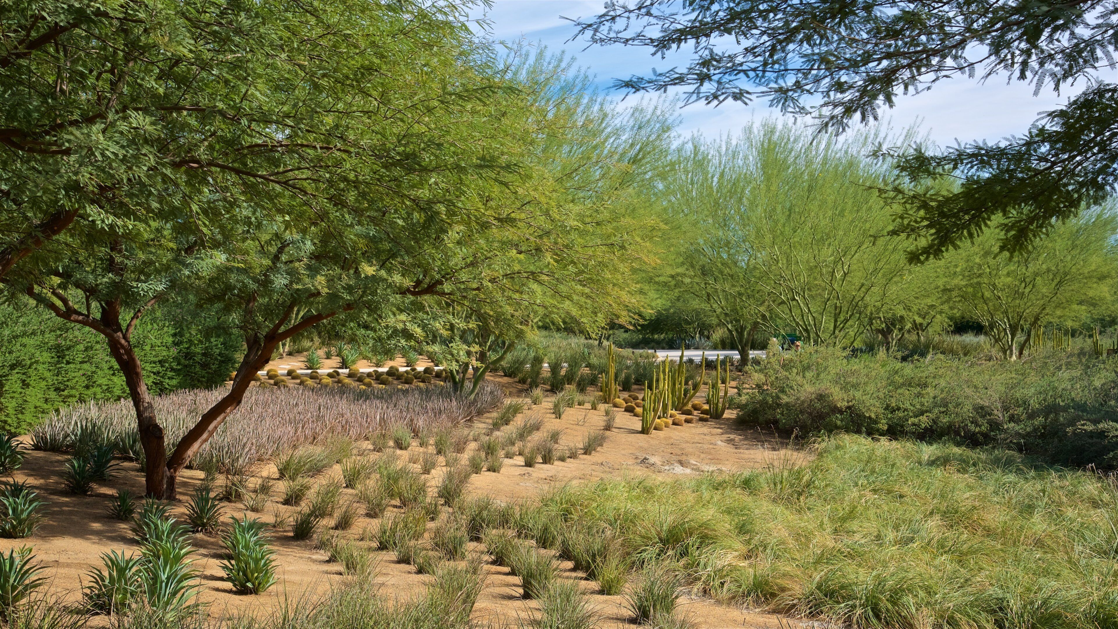 A desert garden with various plants and trees.