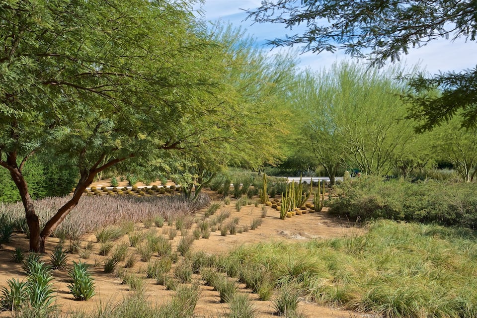 A desert garden with various plants and trees.