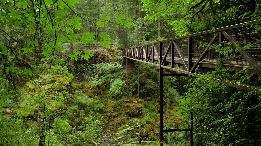 Englishman River Falls Provincial Park featuring forests and a bridge