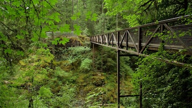 Englishman River Falls Provincial Park featuring forests and a bridge