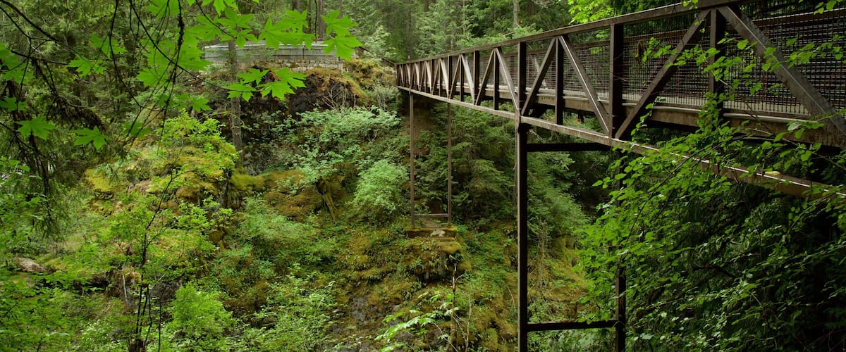 A steel bridge in a dense forest.