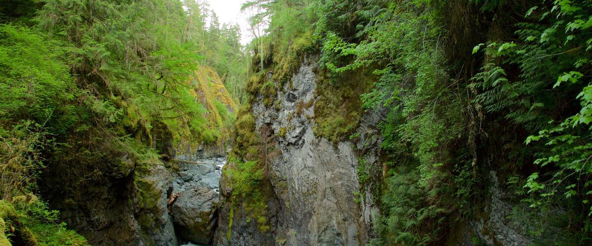 Un cañón estrecho con un río que fluye, rodeado de abundante vegetación verde y escarpados riscos.