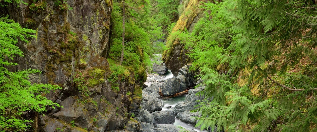 Englishman River Falls Provincial Park featuring a river or creek and forests