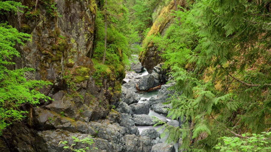 Englishman River Falls Provincial Park featuring forest scenes and a river or creek
