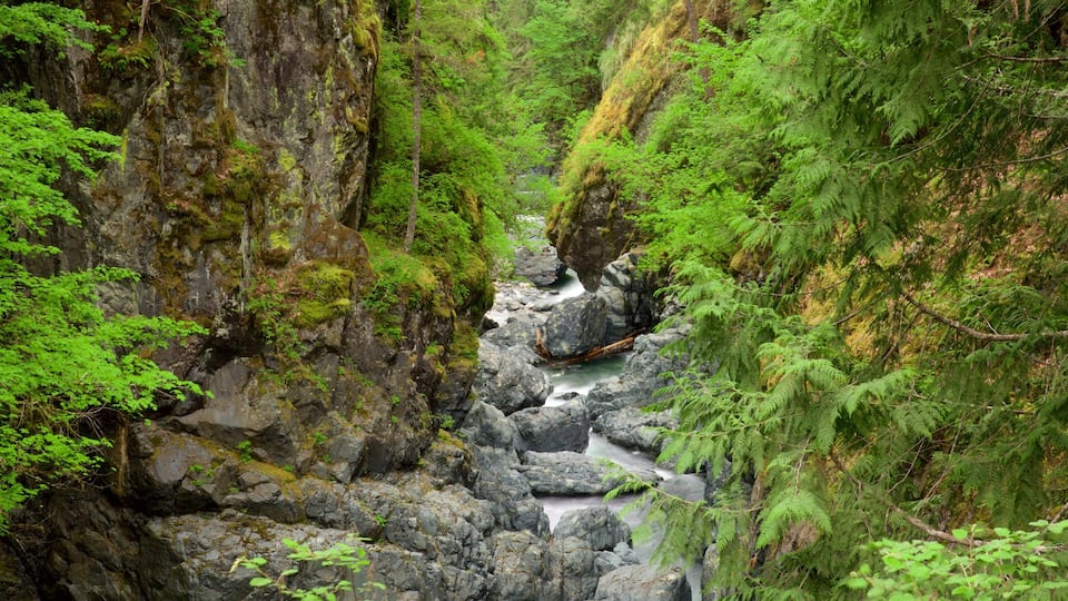 A narrow canyon with a flowing stream, dense green foliage, and rocky cliffs.